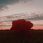 Thomas bardini - @bardinithomas - Instagram
