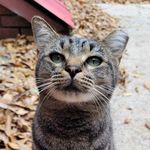 Henry Thomas Barnwell III - @palmettohenry - Instagram