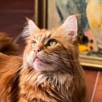 Thomas Bartolomeo (Tom) - @bartolomeo.thomas - Instagram