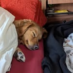 Thomas Beekmann - @thomasbeekmann - Instagram