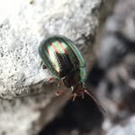 Thomas Beeman - @beeman6367 - Instagram