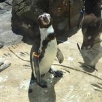 Thomas Beland - @thomas_the_penguin - Instagram