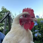 Thomas Bell - @chickenjump101 - Instagram