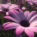 Thomas Bermingham - @tphotography05 - Instagram