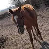 Dina og Thomas and Berta - @bertaogdina - TikTok