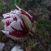Thomas Bertsch - @thomas.bertsch - TikTok