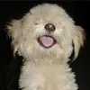 ThoMas Bey - @thomas.bey0 - TikTok