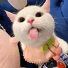 thomasbeyer789 - @thomasbeyer789 - TikTok