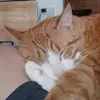 thomasbleichner - @thomasbleichner - TikTok