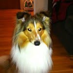 Thomas Blixt - @tykehund - Instagram