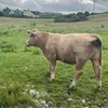 thomasboland - @thomasboland - TikTok