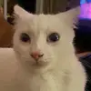 thomasborbone - @thomasborbone - TikTok