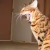 Thomas Borden - @thomas.borden12 - TikTok
