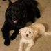 Tom Borelli - Facebook