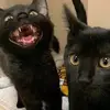 Thomas - @thomas.oborne - TikTok