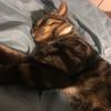Thomas Bowater - @ineedhelp104 - TikTok