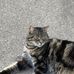 Thomas Bowyer - Facebook