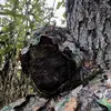 Thomas Bramell - @thomas.bramell - TikTok