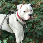 Thomas-Brinkley the American Bulldog - @thomasbrinkley_americanbulldog - Instagram