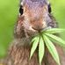 Thomas Brookman - Facebook