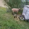 thomasburkhalter1 - @thomasburkhalter1 - TikTok