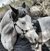 Tom Bussell - Facebook