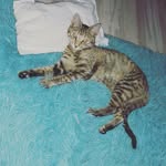Thomas Caceres - @thomascaceres75 - Instagram