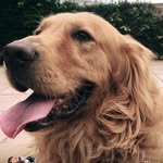 Thomas Cáceres - @thomas_elgolden - Instagram