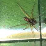 Thomas Cage - @robert_the_spider - Instagram