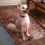 Thomas Callis - @thomascallis - Instagram