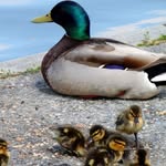Thomas La D ( Le Canard ) - @thomasla_d - Instagram