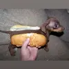 Thomas.canard - @thomas.canard - TikTok