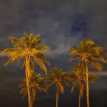 Thomas Canty - @thomas.canty.357 - Instagram