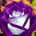 Thomas Caraway - @carawaythomas - Instagram