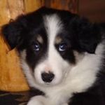 Thomas Carlsen - @shinglebutte - Instagram