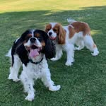 Billy & Thomas cavalier - @billy_thomas_cavalier - Instagram