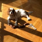 @cavalier_thomas - Instagram