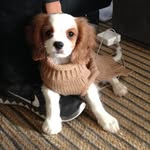 Sir Henry Thomas Cavalier - @sirhenrythomascavalier - Instagram