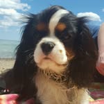 Thomas AKA Shredder - @thomasthecavalier - Instagram