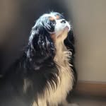 Thomas - @thomas.cavalier.king - Instagram