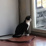 Thomas Cellini - @tjcellini - Instagram