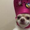 Thomas_Chabot27 - @thomas_chabot27 - TikTok