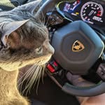 Thomas Chalmers - @lamb0cat - Instagram