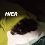 Thomas Charlier - @thomas.charlier8 - Instagram