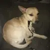 Thomas Chavis - @thomas.chavis77 - TikTok