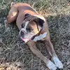 Thomas Cheeks - @thomas.cheeks - TikTok