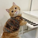 Thomas Cinelli - @thomas.cinell - Instagram