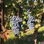 Thomas Clare - @thomasclarecellars - Instagram