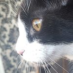 Thomas Cochrane - @cochrane590 - Instagram