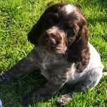 Coco - @coco__thomas_cockerspaniel - Instagram